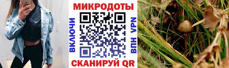 что такое наркотик  Ленинградская  гидра   Галлюциногенные грибы Cubensis 